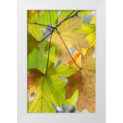 USA-Washington State-Seabeck Bigleaf maple leaves close-up in autumn White Modern Wood Framed Art Print by Jaynes Gallery