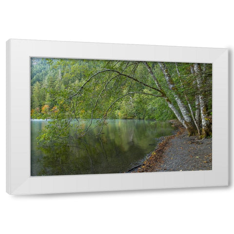 USA-Washington State-Olympic National Park Alder trees overhanging Lake Crescent shore White Modern Wood Framed Art Print by Jaynes Gallery