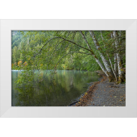 USA-Washington State-Olympic National Park Alder trees overhanging Lake Crescent shore White Modern Wood Framed Art Print by Jaynes Gallery