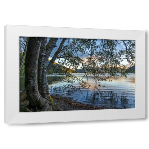 USA-Washington State-Olympic National Park Alder trees overhanging Lake Crescent shore White Modern Wood Framed Art Print by Jaynes Gallery