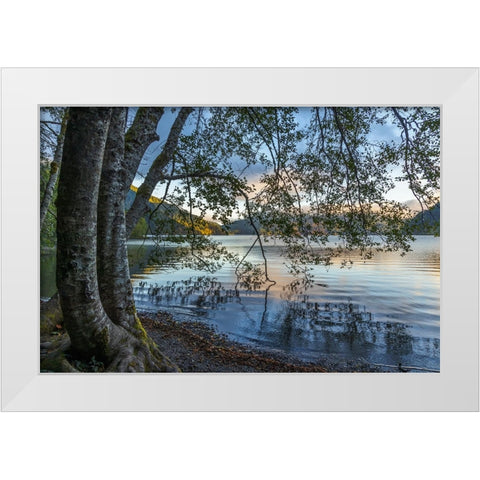 USA-Washington State-Olympic National Park Alder trees overhanging Lake Crescent shore White Modern Wood Framed Art Print by Jaynes Gallery