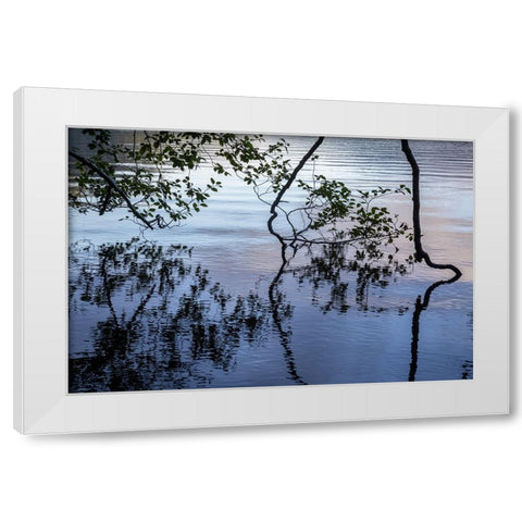 USA-Washington State-Olympic National Park Alder tree overhanging Lake Crescent shore White Modern Wood Framed Art Print by Jaynes Gallery