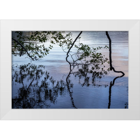USA-Washington State-Olympic National Park Alder tree overhanging Lake Crescent shore White Modern Wood Framed Art Print by Jaynes Gallery