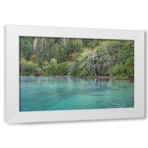 USA-Washington State-Olympic National Park Alder trees overhanging Lake Crescent shore White Modern Wood Framed Art Print by Jaynes Gallery