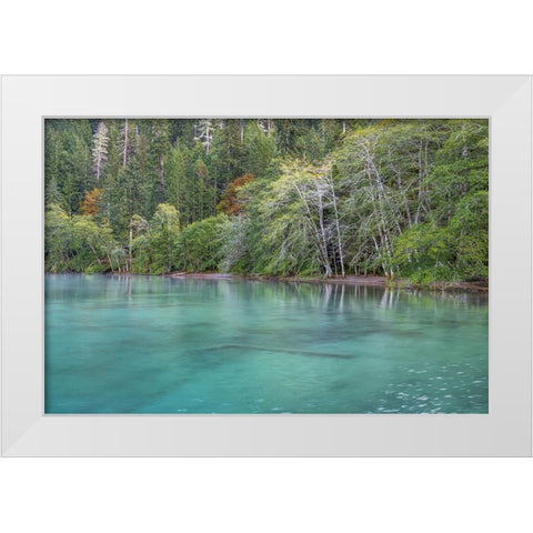 USA-Washington State-Olympic National Park Alder trees overhanging Lake Crescent shore White Modern Wood Framed Art Print by Jaynes Gallery