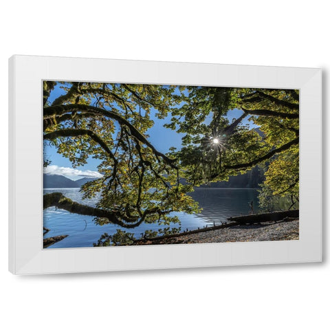 USA-Washington State-Olympic National Park Alder tree branches overhang shore of Lake Crescent White Modern Wood Framed Art Print by Jaynes Gallery
