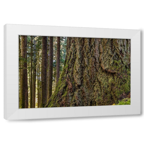 USA-Washington State-Olympic National Park Close-up of trunk of old growth Douglas fir tree White Modern Wood Framed Art Print by Jaynes Gallery