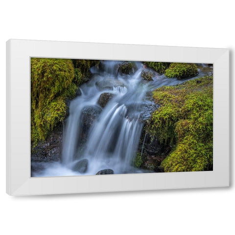 USA-Washington State-Olympic National Park Cedar Creek cascades through moss- covered boulders White Modern Wood Framed Art Print by Jaynes Gallery