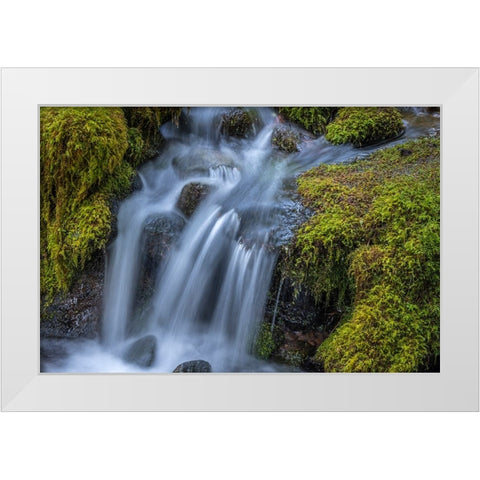 USA-Washington State-Olympic National Park Cedar Creek cascades through moss- covered boulders White Modern Wood Framed Art Print by Jaynes Gallery