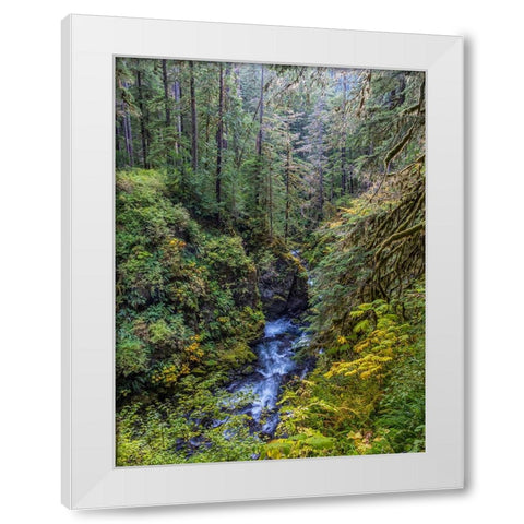 USA-Washington State-Olympic National Park The Sol Duc River runs through forest White Modern Wood Framed Art Print by Jaynes Gallery