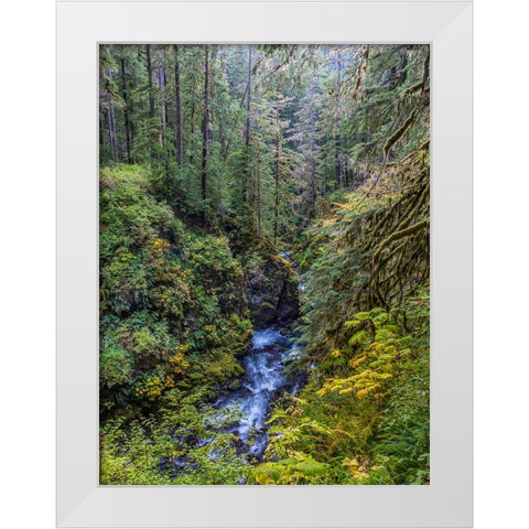 USA-Washington State-Olympic National Park The Sol Duc River runs through forest White Modern Wood Framed Art Print by Jaynes Gallery