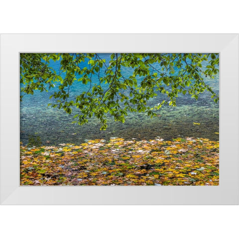 USA-Washington State-Olympic National Park Alder tree branches White Modern Wood Framed Art Print by Jaynes Gallery