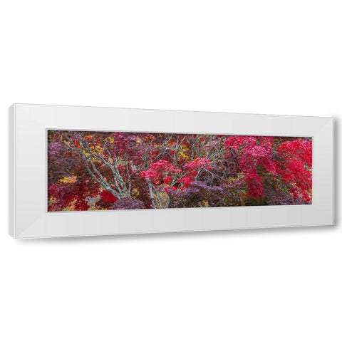 USA- Washington State- Seabeck. Japanese Maple trees- Washington State- Seabeck. White Modern Wood Framed Art Print by Jaynes Gallery