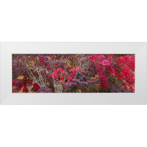 USA- Washington State- Seabeck. Japanese Maple trees- Washington State- Seabeck. White Modern Wood Framed Art Print by Jaynes Gallery