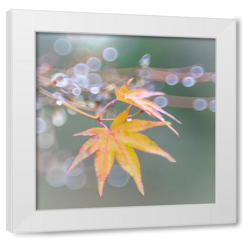 USA- Washington State- Seabeck. Japanese maple leaves after autumn rainstorm. White Modern Wood Framed Art Print by Jaynes Gallery