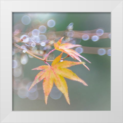 USA- Washington State- Seabeck. Japanese maple leaves after autumn rainstorm. White Modern Wood Framed Art Print by Jaynes Gallery