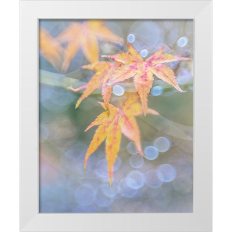 USA- Washington State- Seabeck. Japanese maple leaves after autumn rainstorm. White Modern Wood Framed Art Print by Jaynes Gallery
