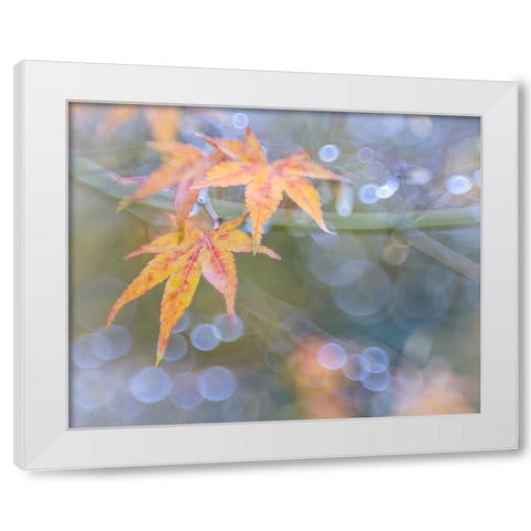 USA- Washington State- Seabeck. Japanese maple leaves after autumn rainstorm. White Modern Wood Framed Art Print by Jaynes Gallery