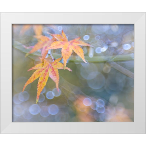 USA- Washington State- Seabeck. Japanese maple leaves after autumn rainstorm. White Modern Wood Framed Art Print by Jaynes Gallery
