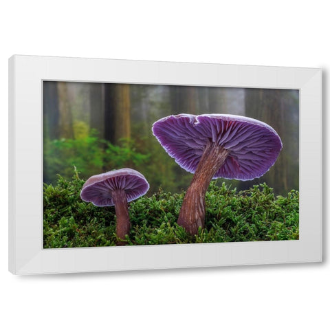 USA- Washington State- Seabeck. Western amethyst laccaria mushroom close-up. White Modern Wood Framed Art Print by Jaynes Gallery