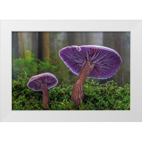 USA- Washington State- Seabeck. Western amethyst laccaria mushroom close-up. White Modern Wood Framed Art Print by Jaynes Gallery