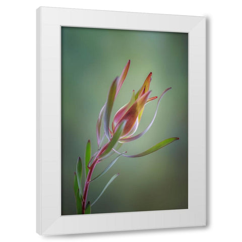 USA- Washington State- Seabeck. Common sunshine conebush plant close-up. White Modern Wood Framed Art Print by Jaynes Gallery