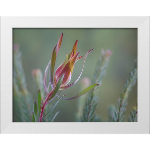 USA- Washington State- Seabeck. Common sunshine conebush plant close-up. White Modern Wood Framed Art Print by Jaynes Gallery