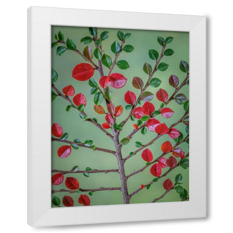 USA- Washington State- Seabeck. Rock cotoneaster plant close-up. White Modern Wood Framed Art Print by Jaynes Gallery