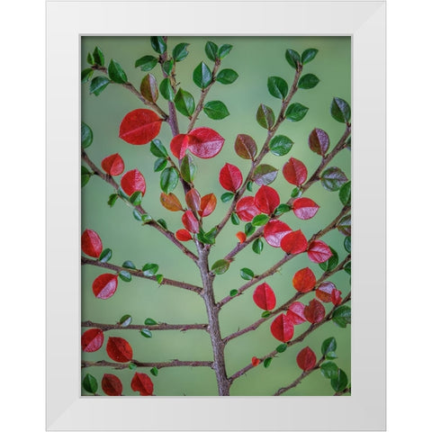 USA- Washington State- Seabeck. Rock cotoneaster plant close-up. White Modern Wood Framed Art Print by Jaynes Gallery