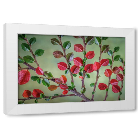 USA- Washington State- Seabeck. Rock cotoneaster plant close-up. White Modern Wood Framed Art Print by Jaynes Gallery