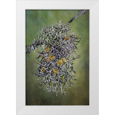 Plant close-up. White Modern Wood Framed Art Print by Jaynes Gallery