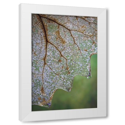 USA- Washington State- Seabeck. Skeletonized vanilla leaf close-up. White Modern Wood Framed Art Print by Jaynes Gallery