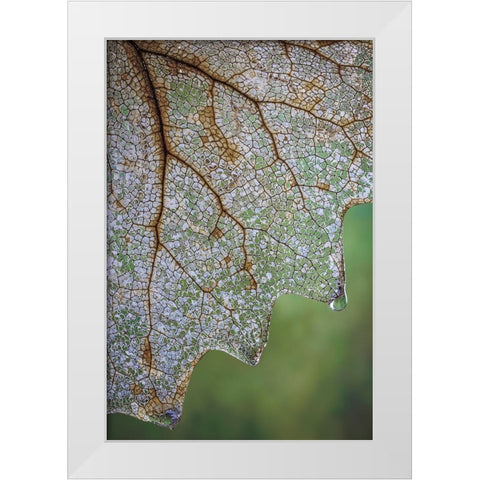 USA- Washington State- Seabeck. Skeletonized vanilla leaf close-up. White Modern Wood Framed Art Print by Jaynes Gallery