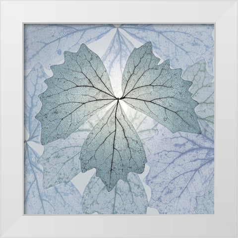USA- Washington State- Seabeck. Composite of skeletonized vanilla leaves. White Modern Wood Framed Art Print by Jaynes Gallery