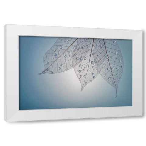 USA- Washington State- Seabeck. Pattern of drops on skeletonized leaves. White Modern Wood Framed Art Print by Jaynes Gallery