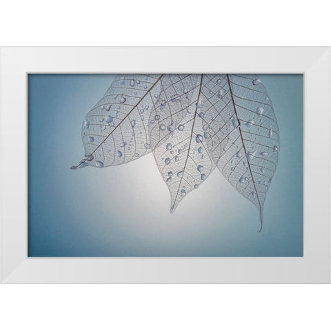 USA- Washington State- Seabeck. Pattern of drops on skeletonized leaves. White Modern Wood Framed Art Print by Jaynes Gallery