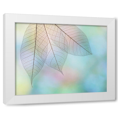 USA- Washington State- Seabeck. Pattern of skeletonized leaves. White Modern Wood Framed Art Print by Jaynes Gallery