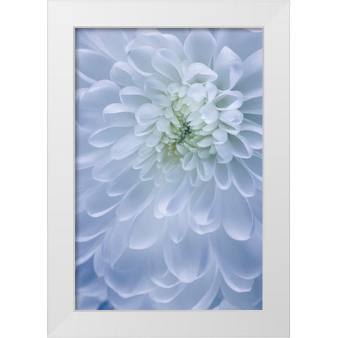 USA- Washington State- Seabeck. Chrysanthemum blossom close-up. White Modern Wood Framed Art Print by Jaynes Gallery