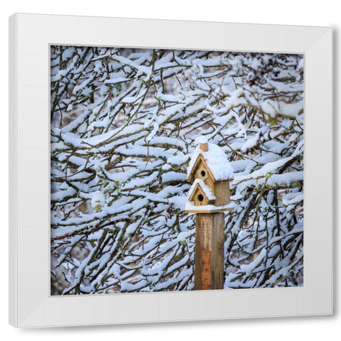 USA- Washington State- Seabeck. Snow-covered bird house and tree limbs. White Modern Wood Framed Art Print by Jaynes Gallery