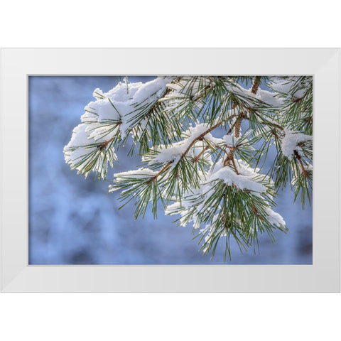 USA- Washington State- Seabeck. Snowy shore pine tree branches. White Modern Wood Framed Art Print by Jaynes Gallery