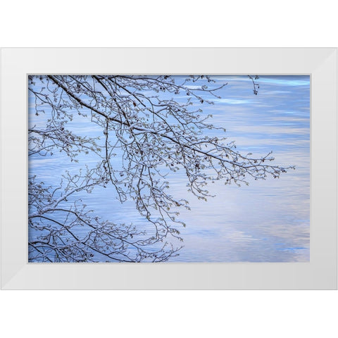 USA- Washington State- Seabeck. Snow-covered alder tree branches on shore of Hood Canal. White Modern Wood Framed Art Print by Jaynes Gallery