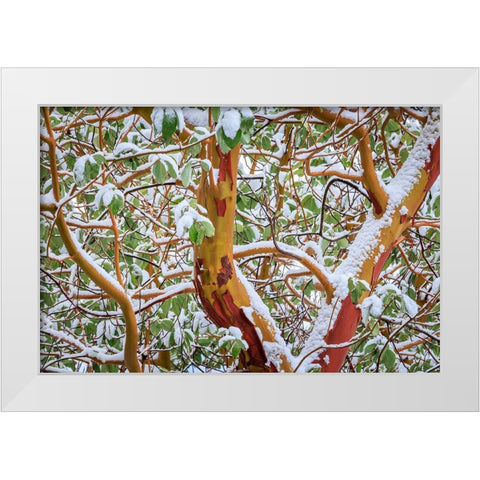 USA- Washington State- Seabeck. Detail of snow-covered madrona tree branches. White Modern Wood Framed Art Print by Jaynes Gallery