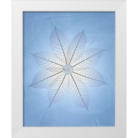 USA- Washington State- Seabeck. Skeletonized leaf pattern. White Modern Wood Framed Art Print by Jaynes Gallery