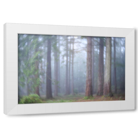 USA- Washington State. Seabeck- Scenic Beach State Park. Morning fog in forest. White Modern Wood Framed Art Print by Jaynes Gallery