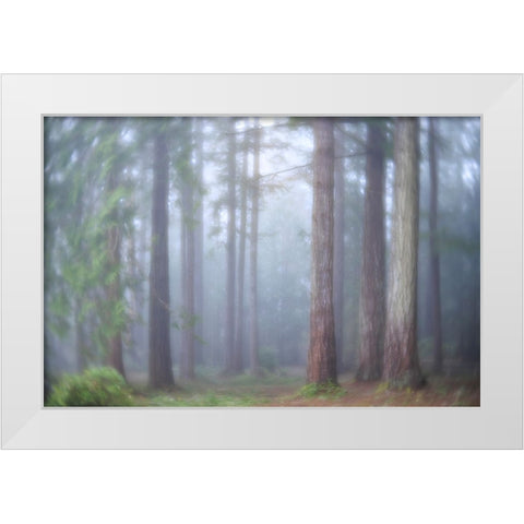 USA- Washington State. Seabeck- Scenic Beach State Park. Morning fog in forest. White Modern Wood Framed Art Print by Jaynes Gallery