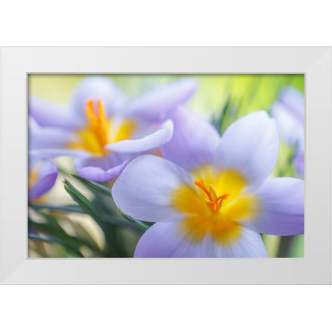 USA- Washington State- Seabeck. Crocus blossoms in spring. White Modern Wood Framed Art Print by Jaynes Gallery
