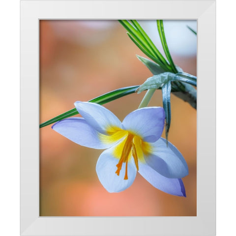 USA- Washington State- Seabeck. Crocus blossom in spring. White Modern Wood Framed Art Print by Jaynes Gallery