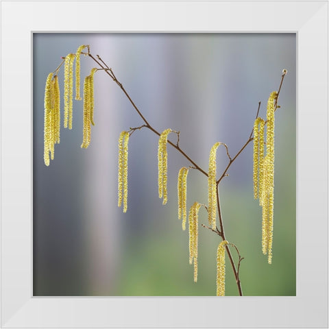 USA- Washington State- Seabeck. Pollen-producing male parts of beaked hazelnut catkin plant. White Modern Wood Framed Art Print by Jaynes Gallery