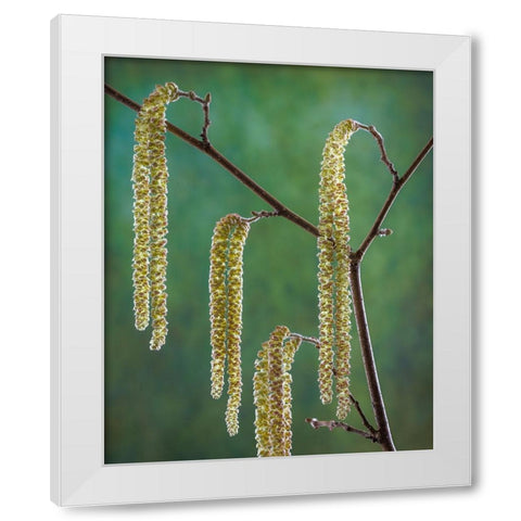 USA- Washington State- Seabeck. Pollen-producing male parts of beaked hazelnut catkin plant. White Modern Wood Framed Art Print by Jaynes Gallery