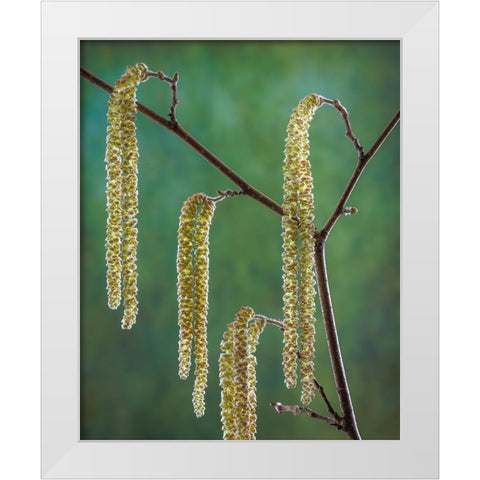 USA- Washington State- Seabeck. Pollen-producing male parts of beaked hazelnut catkin plant. White Modern Wood Framed Art Print by Jaynes Gallery